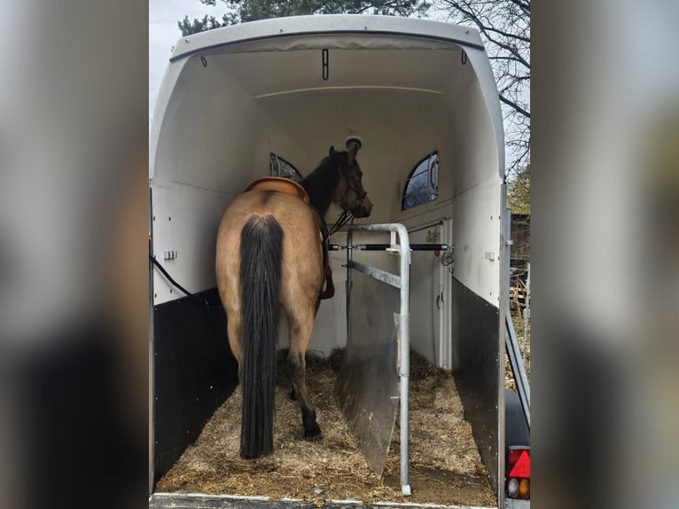 American Quarter Horse Giumenta 6 Anni 150 cm Pelle di daino in Langlingen