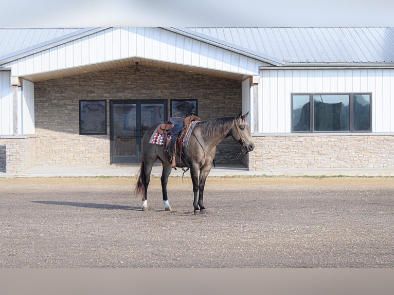 American Quarter Horse Giumenta 6 Anni 150 cm Pelle di daino in Cannon Falls American Quarter Horse Giumenta 6 Anni 150 cm Pelle di daino in Cannon Falls