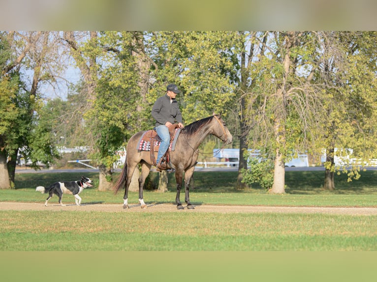 American Quarter Horse Giumenta 6 Anni 150 cm Pelle di daino in Cannon Falls American Quarter Horse Giumenta 6 Anni 150 cm Pelle di daino in Cannon Falls