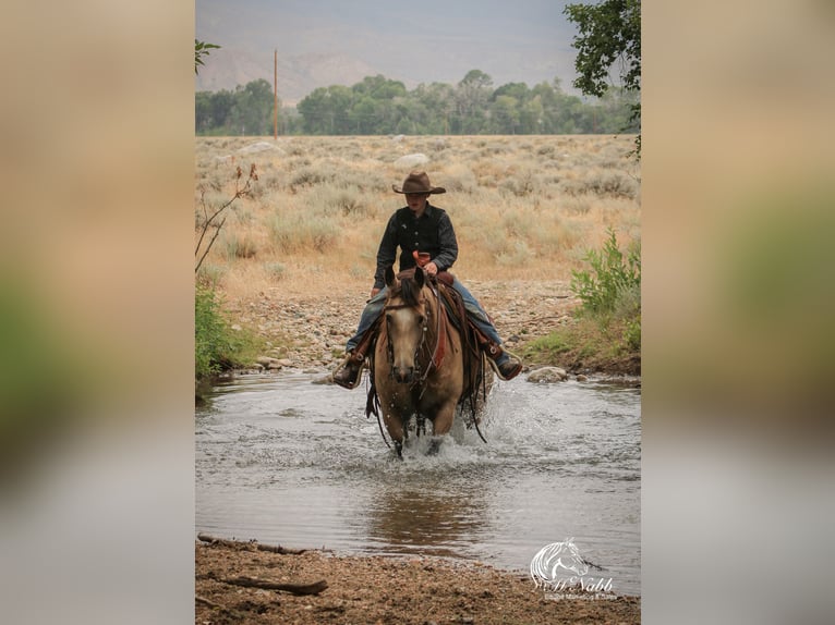 American Quarter Horse Giumenta 6 Anni 150 cm Pelle di daino in Cody