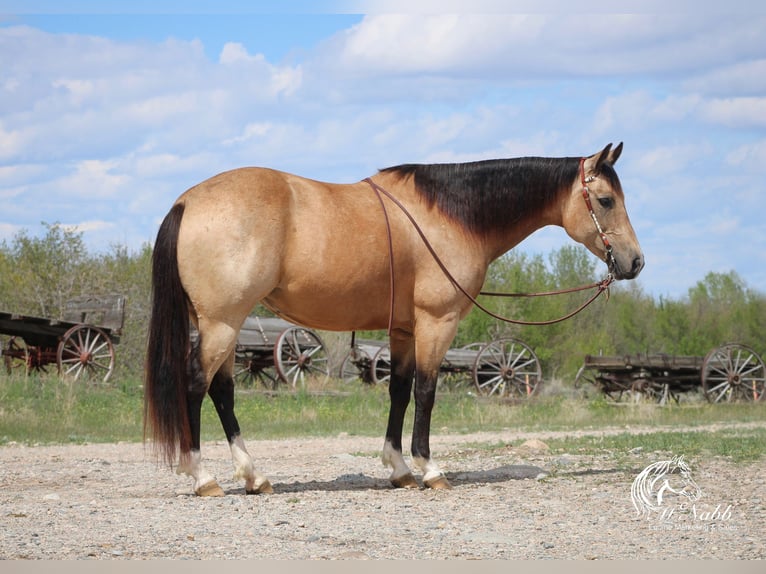 American Quarter Horse Giumenta 6 Anni 150 cm Pelle di daino in Cody