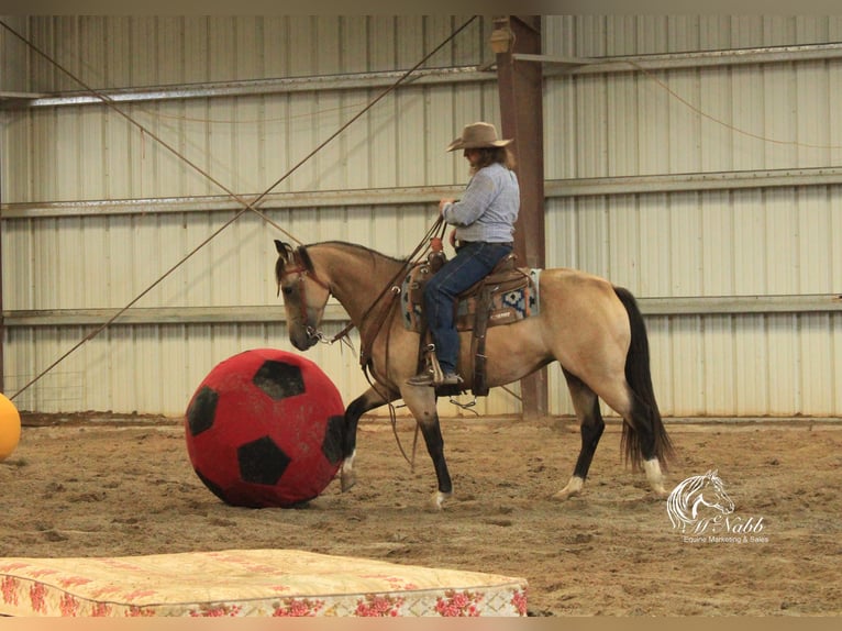 American Quarter Horse Giumenta 6 Anni 150 cm Pelle di daino in Cody