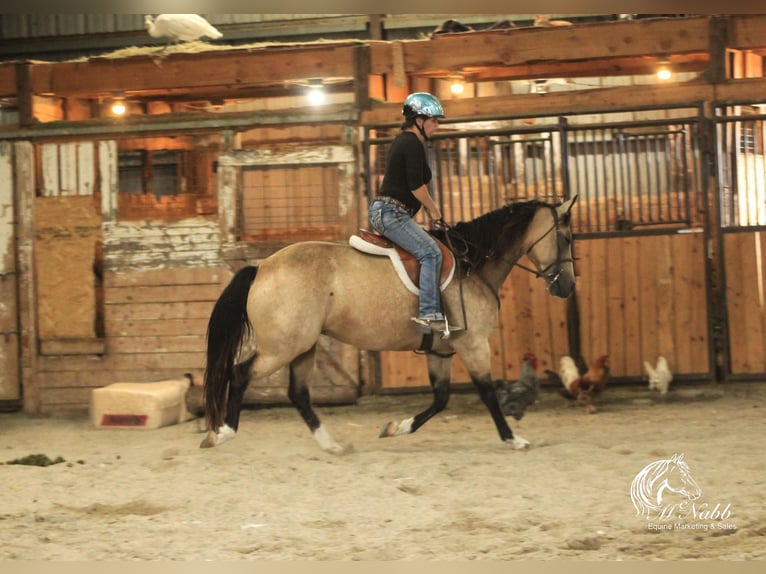 American Quarter Horse Giumenta 6 Anni 150 cm Pelle di daino in Cody