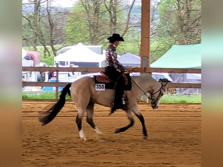 American Quarter Horse Giumenta 6 Anni 150 cm Pelle di daino in Harth-P&#xF6;llnitz