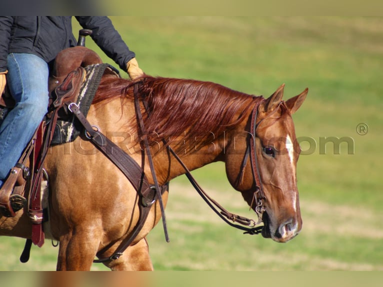 American Quarter Horse Giumenta 6 Anni 150 cm Red dun in Clarion, PA