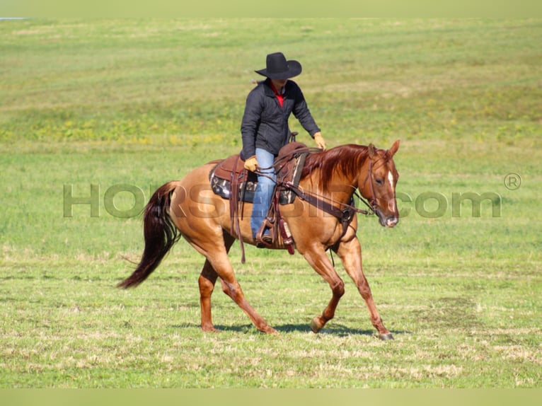 American Quarter Horse Giumenta 6 Anni 150 cm Red dun in Clarion, PA