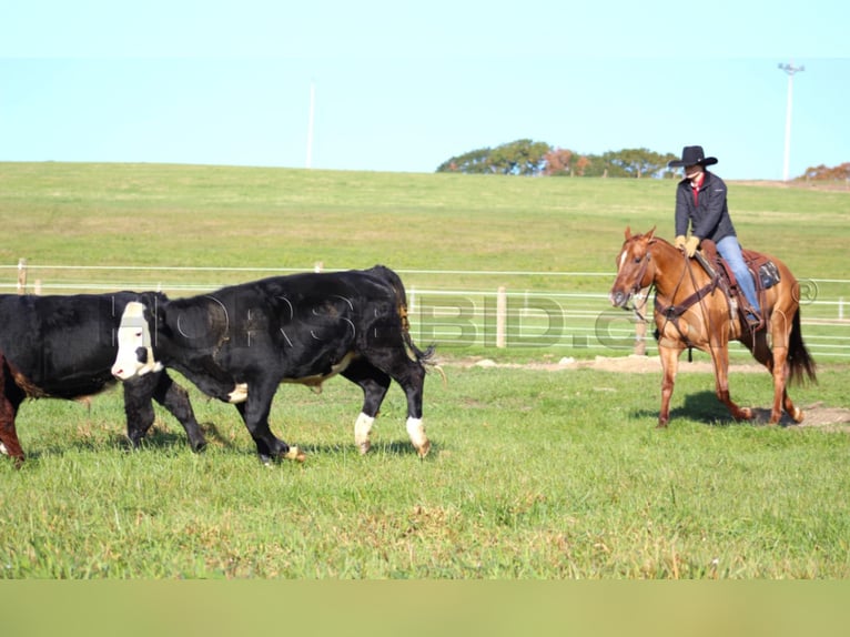 American Quarter Horse Giumenta 6 Anni 150 cm Red dun in Clarion, PA