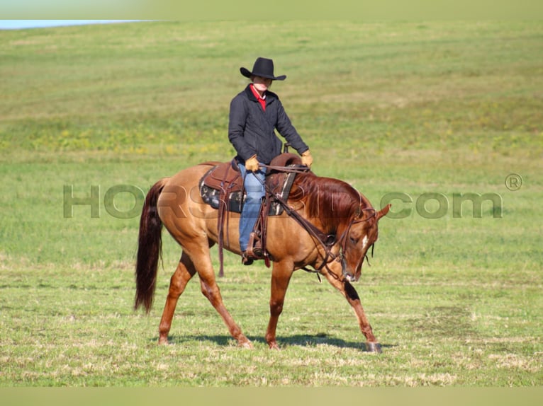 American Quarter Horse Giumenta 6 Anni 150 cm Red dun in Clarion, PA