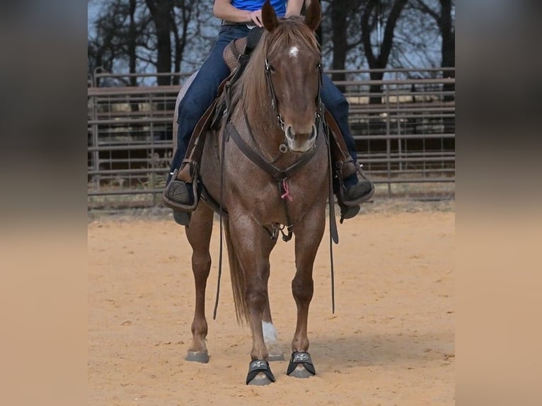 American Quarter Horse Giumenta 6 Anni 150 cm Roano rosso in Stephenville