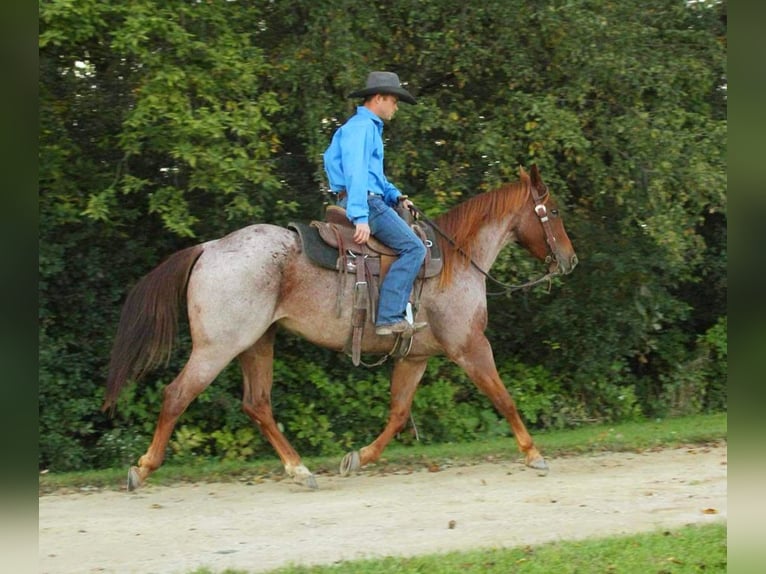 American Quarter Horse Giumenta 6 Anni 150 cm Roano rosso in Summit, WI