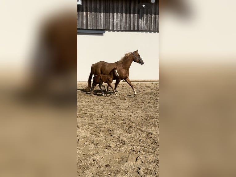 American Quarter Horse Giumenta 6 Anni 150 cm Sauro in Daleiden