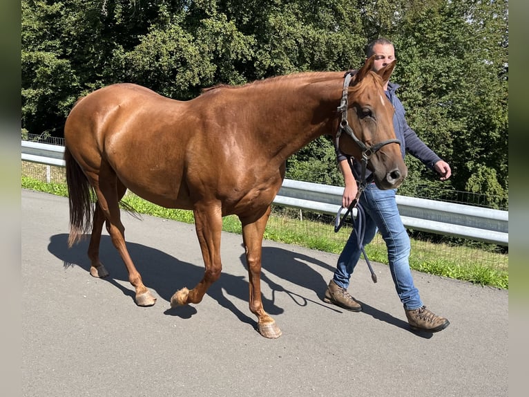 American Quarter Horse Giumenta 6 Anni 150 cm Sauro in Daleiden