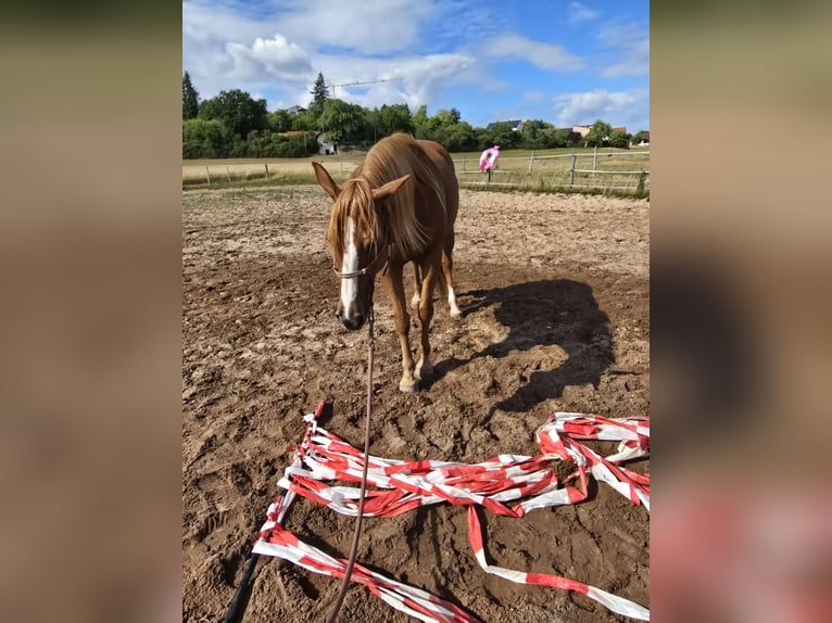 American Quarter Horse Giumenta 6 Anni 150 cm Sauro in Schlüsselfeld