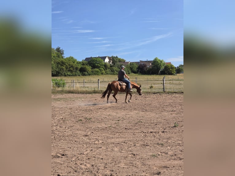 American Quarter Horse Giumenta 6 Anni 150 cm Sauro in Schlüsselfeld