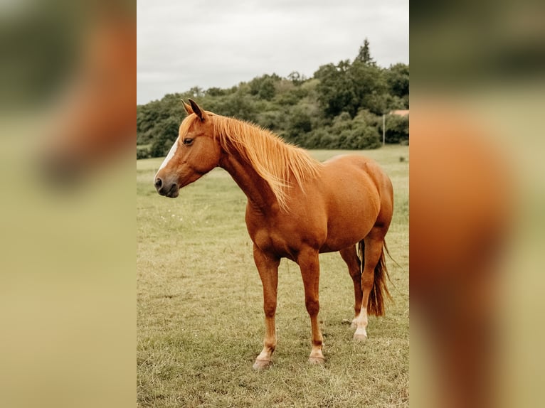 American Quarter Horse Giumenta 6 Anni 150 cm Sauro in Schlüsselfeld
