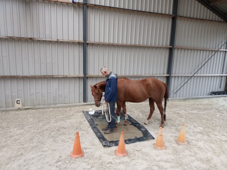 American Quarter Horse Giumenta 6 Anni 150 cm Sauro ciliegia in Hengelo (Gld)