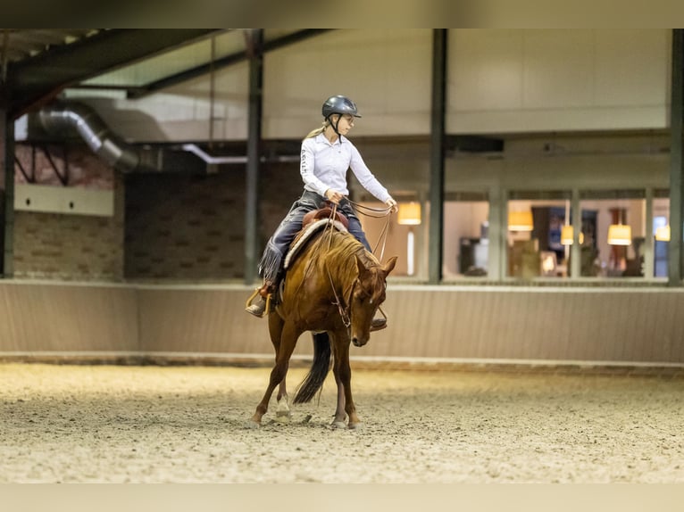 American Quarter Horse Giumenta 6 Anni 150 cm Sauro ciliegia in Hengelo (Gld)