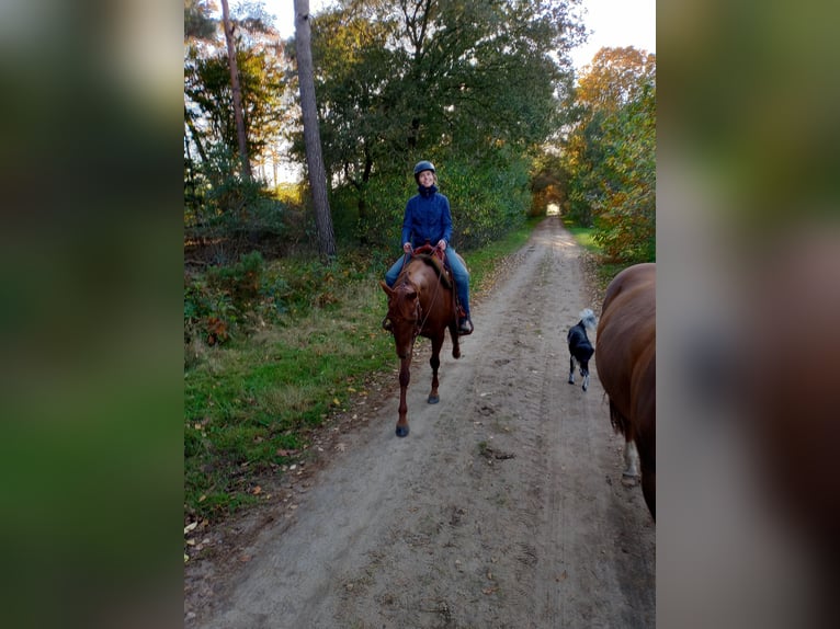 American Quarter Horse Giumenta 6 Anni 150 cm Sauro ciliegia in Hengelo (Gld)