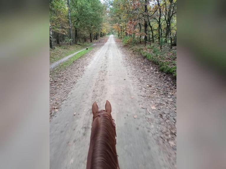 American Quarter Horse Giumenta 6 Anni 150 cm Sauro ciliegia in Hengelo (Gld)