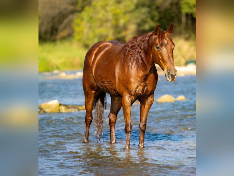 American Quarter Horse Giumenta 6 Anni 150 cm Sauro ciliegia in Weatherford, TX