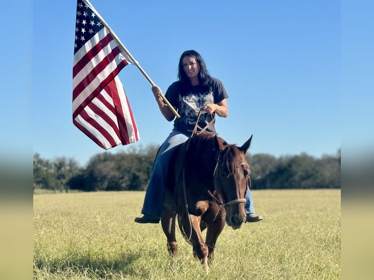 American Quarter Horse Giumenta 6 Anni 150 cm Sauro ciliegia in Weatherford, TX