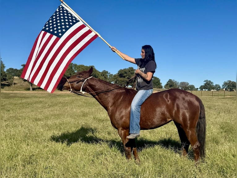 American Quarter Horse Giumenta 6 Anni 150 cm Sauro ciliegia in Weatherford, TX