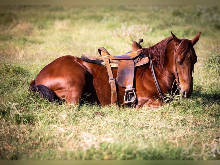 American Quarter Horse Giumenta 6 Anni 150 cm Sauro ciliegia in Weatherford, TX