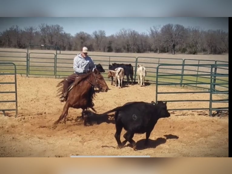 American Quarter Horse Giumenta 6 Anni 150 cm Sauro ciliegia in Weatherford, TX