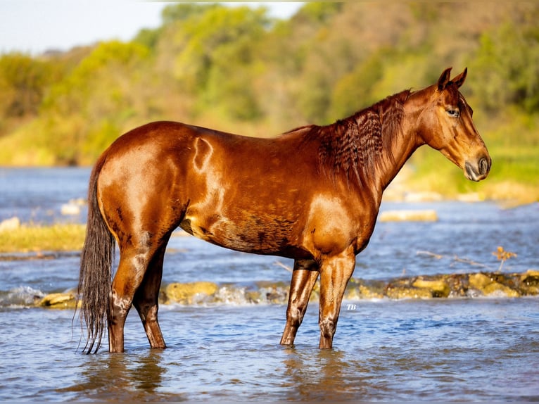 American Quarter Horse Giumenta 6 Anni 150 cm Sauro ciliegia in Weatherford, TX