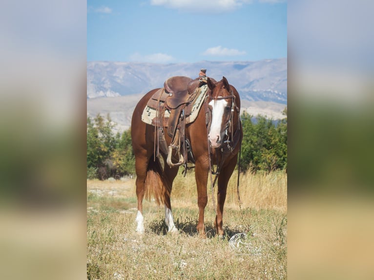 American Quarter Horse Giumenta 6 Anni 150 cm Sauro ciliegia in Cody