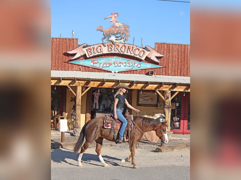 American Quarter Horse Giumenta 6 Anni 150 cm Sauro ciliegia in Cave Creek