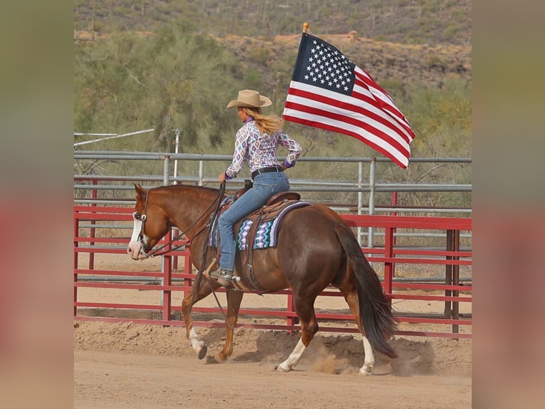 American Quarter Horse Giumenta 6 Anni 150 cm Sauro ciliegia in Cave Creek