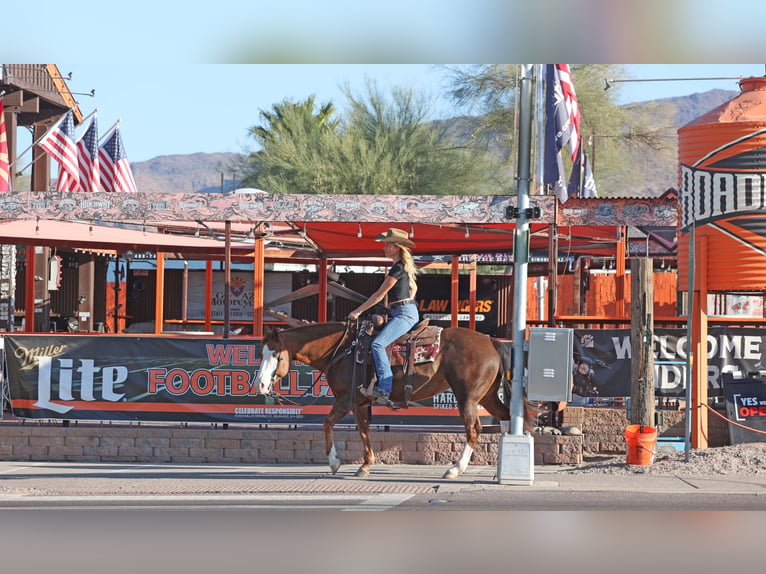 American Quarter Horse Giumenta 6 Anni 150 cm Sauro ciliegia in Cave Creek