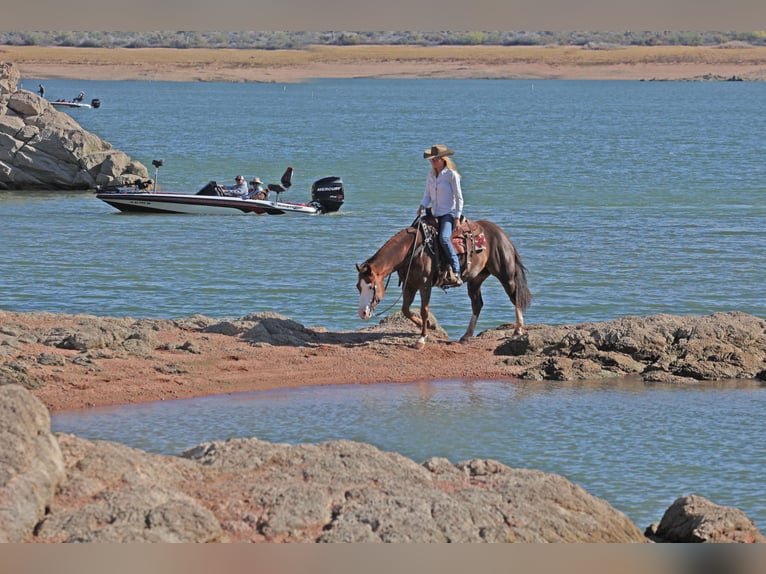 American Quarter Horse Giumenta 6 Anni 150 cm Sauro ciliegia in Cave Creek