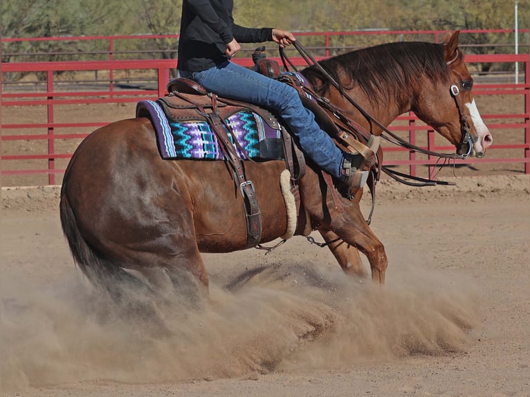 American Quarter Horse Giumenta 6 Anni 150 cm Sauro ciliegia in Cave Creek