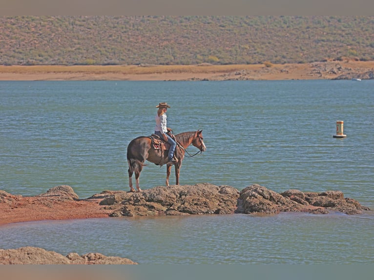 American Quarter Horse Giumenta 6 Anni 150 cm Sauro ciliegia in Cave Creek