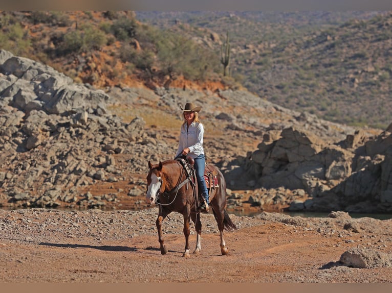 American Quarter Horse Giumenta 6 Anni 150 cm Sauro ciliegia in Cave Creek