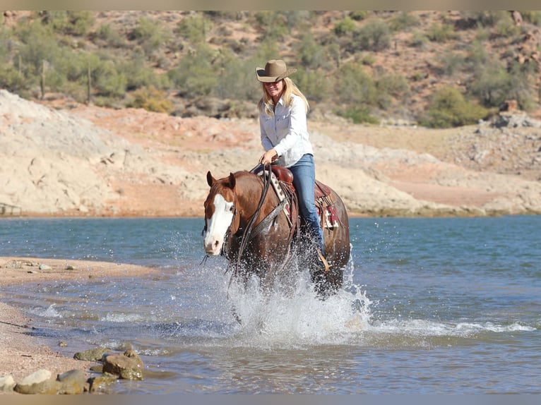 American Quarter Horse Giumenta 6 Anni 150 cm Sauro ciliegia in Cave Creek