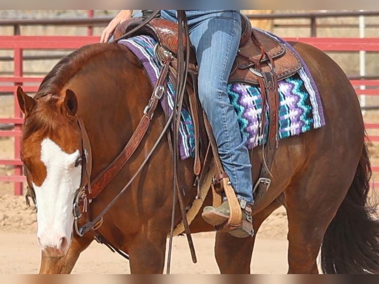 American Quarter Horse Giumenta 6 Anni 150 cm Sauro ciliegia in Cave Creek