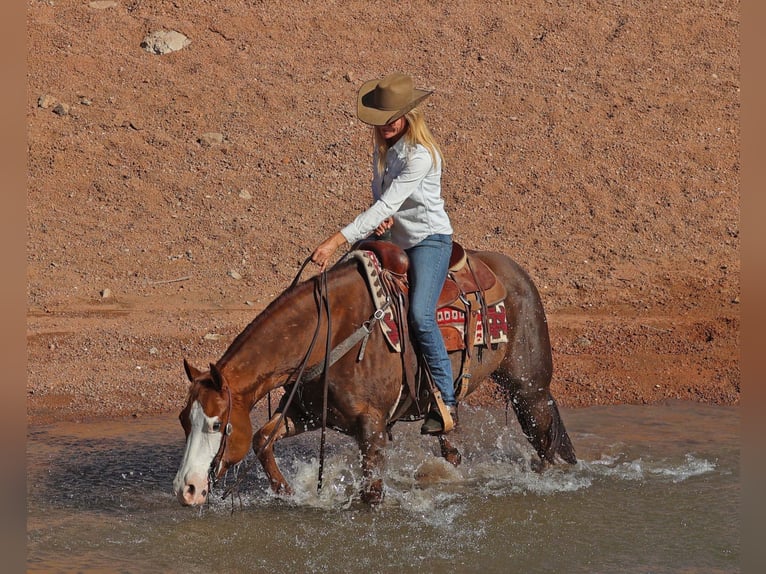 American Quarter Horse Giumenta 6 Anni 150 cm Sauro ciliegia in Cave Creek