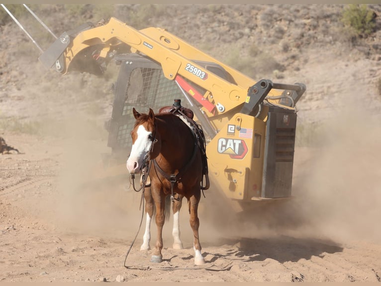 American Quarter Horse Giumenta 6 Anni 150 cm Sauro ciliegia in Cave Creek