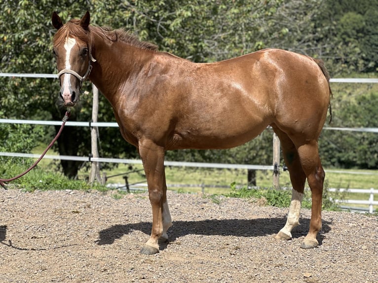 American Quarter Horse Giumenta 6 Anni 150 cm Sauro in Elzach Oberprechtal