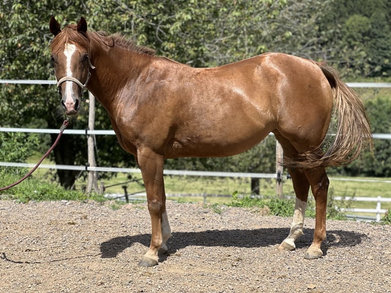 American Quarter Horse Giumenta 6 Anni 150 cm Sauro in Elzach Oberprechtal