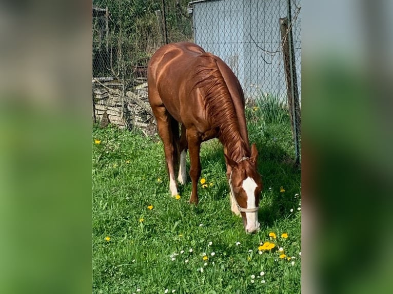 American Quarter Horse Giumenta 6 Anni 150 cm Sauro scuro in Heilbronn