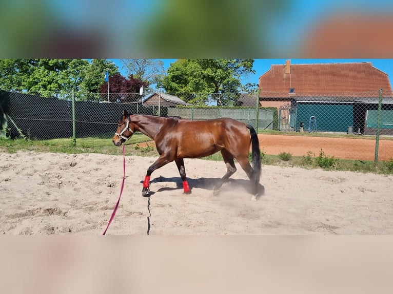 American Quarter Horse Giumenta 6 Anni 152 cm Baio in Loxstedt