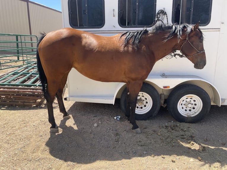 American Quarter Horse Giumenta 6 Anni 152 cm Baio ciliegia in Golden Valley