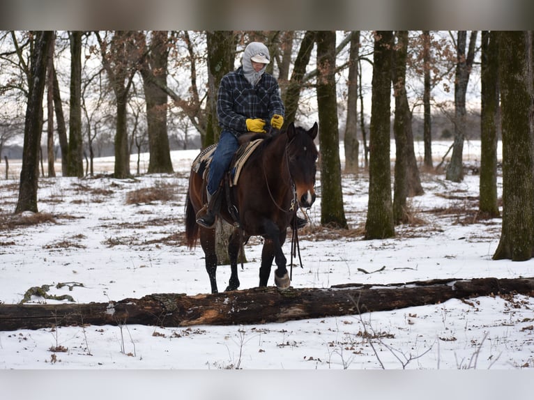 American Quarter Horse Giumenta 6 Anni 152 cm Baio ciliegia in Sulphur Springs