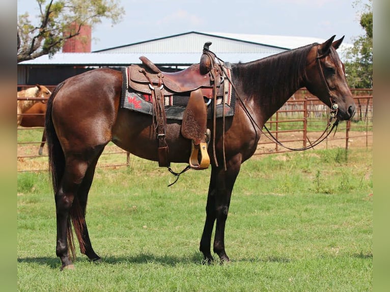 American Quarter Horse Giumenta 6 Anni 152 cm Baio ciliegia in lipan TX