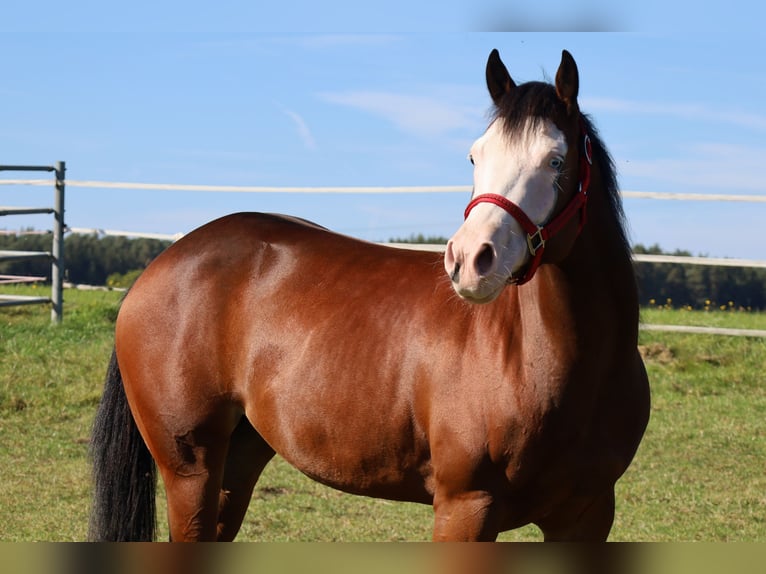 American Quarter Horse Giumenta 6 Anni 152 cm Baio in Schlammersdorf