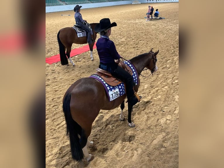 American Quarter Horse Giumenta 6 Anni 152 cm Baio in Schlammersdorf